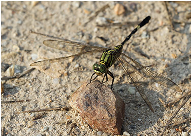 Orthetrum sabina