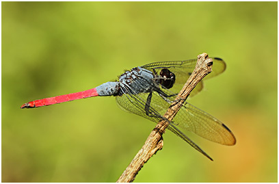 Orthetrum pruinosum mâle