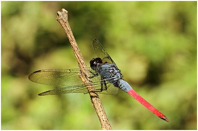 Orthetrum pruinosum mâle