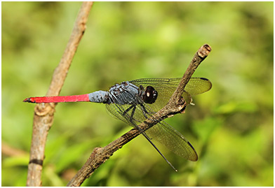 Orthetrum pruinosum mâle