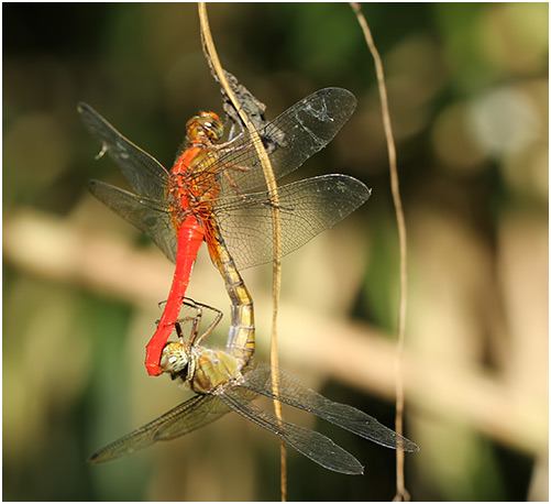 Orthetrum testaceum accouplement