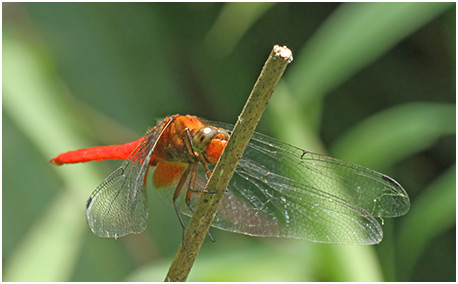 Orthetrum testaceum mâle