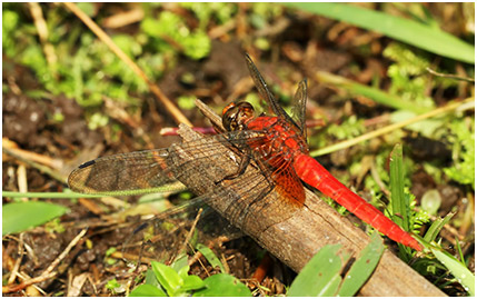 Orthetrum testaceum mâle