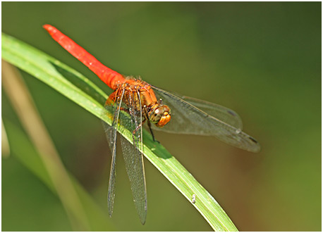 Orthetrum testaceum mâle