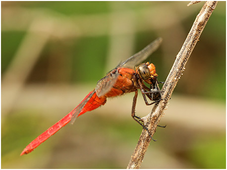 Orthetrum testaceum mâle