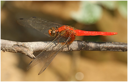 Orthetrum testaceum mâle