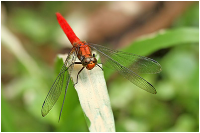 Orthetrum testaceum mâle