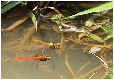 Orthetrum testaceum ponte