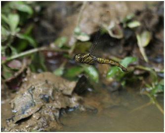 Orthetrum testaceum ponte