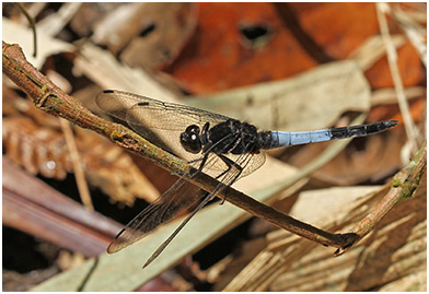 Orthetrum triangulare mâle