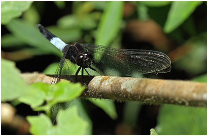 Orthetrum triangulare mâle