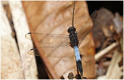 Orthetrum triangulare mâle