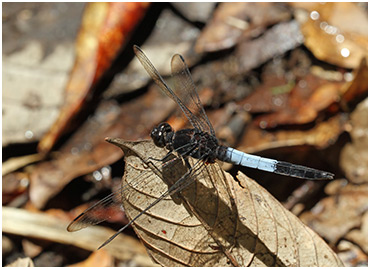 Orthetrum triangulare mâle