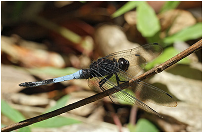 Orthetrum triangulare mâle