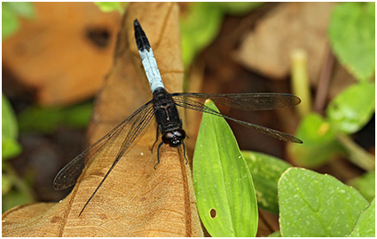 Orthetrum triangulare mâle