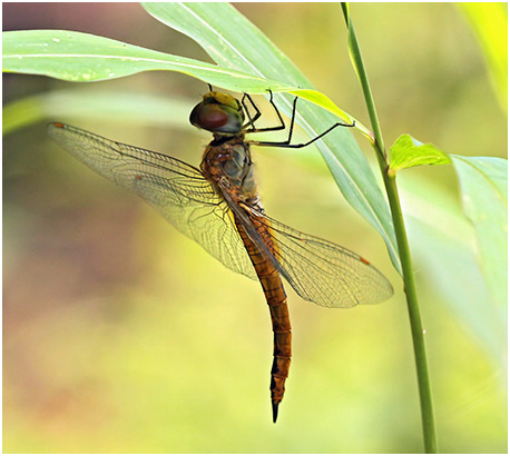 Pantala flavescens