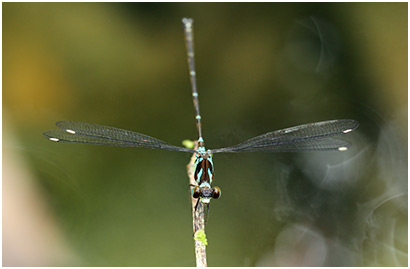 Podolestes orientalis mâle 