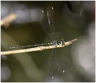 Podolestes orientalis mâle 