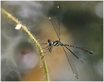 Podolestes orientalis mâle 