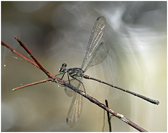 Podolestes orientalis mâle 