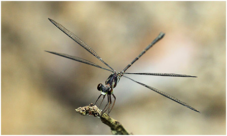 Podolestes orientalis mâle 