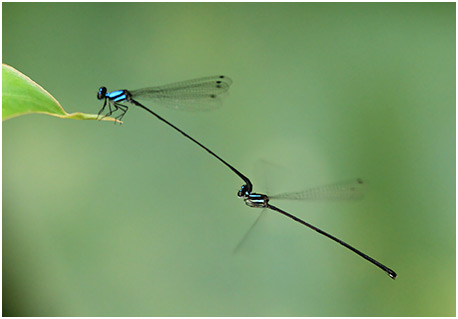 Prodasineura collaris tandem