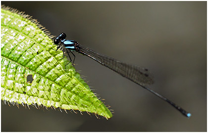 Prosadineura collaris mâle