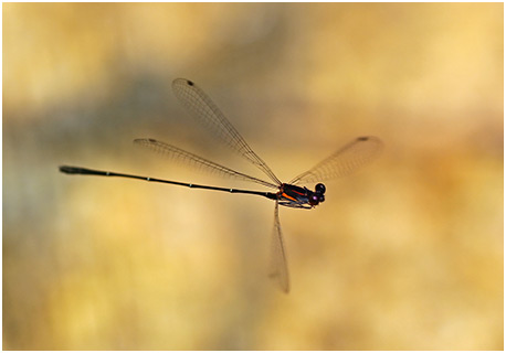 Prodasineura humeralis mâle