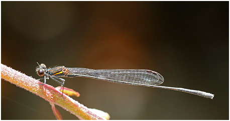 Prodasineura humeralis mâle