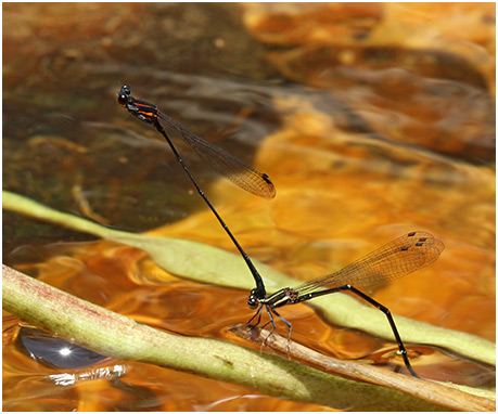 Prodasineura humeralis ponte