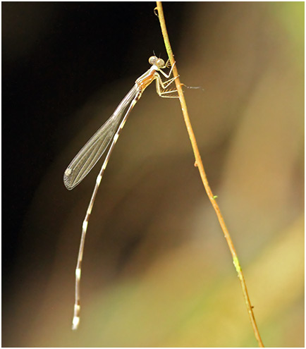 Protosticta foersteri mâle