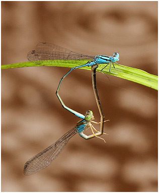 Pseudagrion microcephalum accouplement