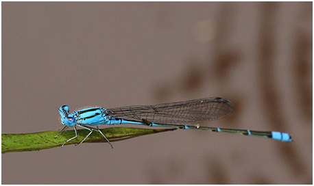 Pseudagrion microcephalum mâle