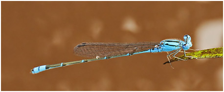 Pseudagrion microcephalum mâle