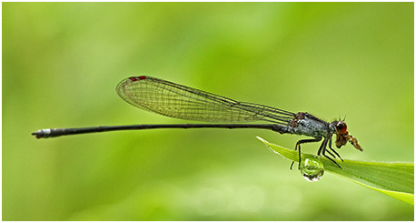 Pseudagrion pruinosum mâle