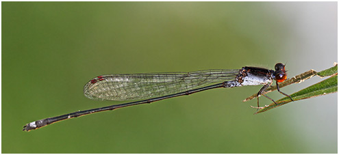 Pseudagrion pruinosum mâle