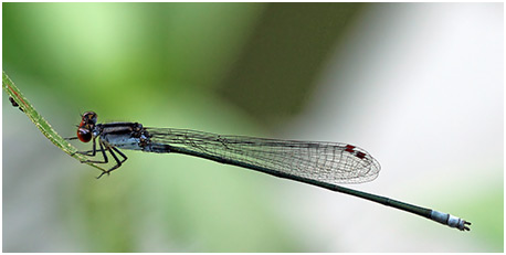 Pseudagrion pruinosum mâle