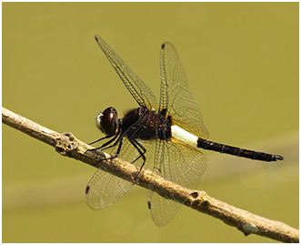 Pseudothemis jorina mâle