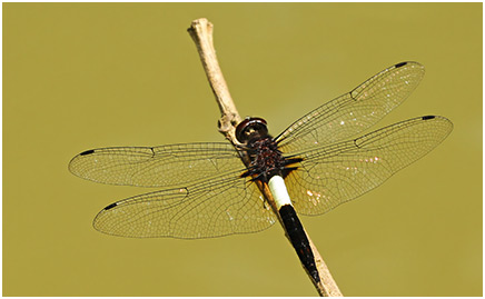 Pseudothemis jorina mâle