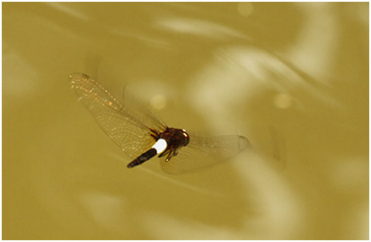 Pseudothemis jorina mâle