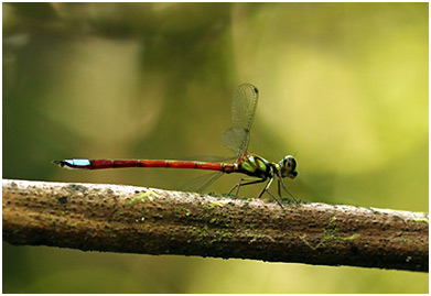 Rhinagrion macrocephalum mâle