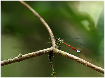 Rhinagrion macrocephalum mâle