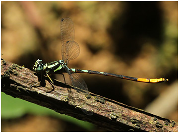 Rhinagrion mima mâle