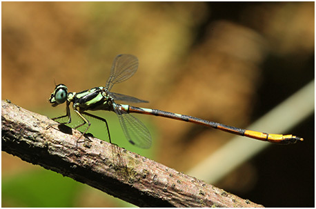 Rhinagrion mima mâle