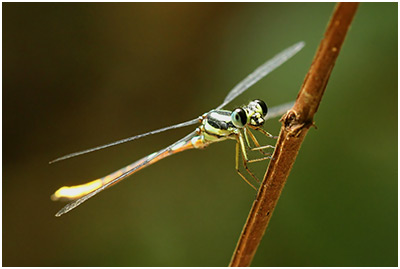 Rhinagrion mima mâle