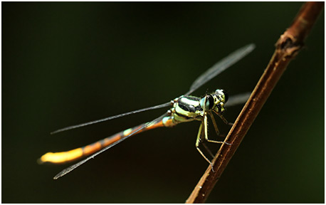  border="" title="Rhinagrion mima mâle"