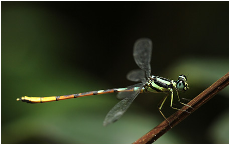  border="" title="Rhinagrion mima mâle"