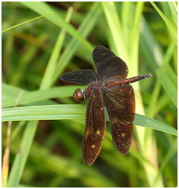 Rhyothemis aterrima mâle