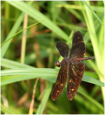 Rhyothemis aterrima mâle