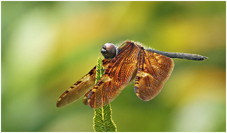 Rhyothemis obsolescens mâle